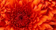 Chrysanthemum